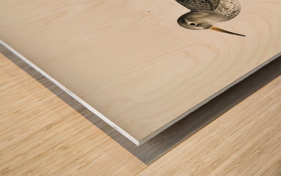 Purple Sandpiper tringa maritima Wood print