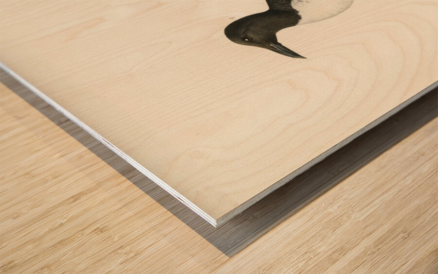 Uria troille Wood print