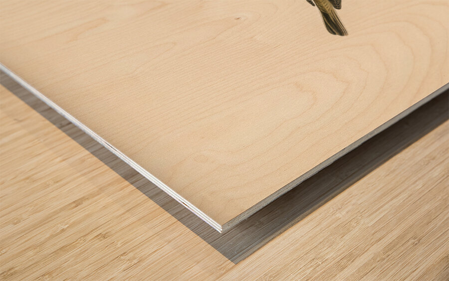 Common whitethroat Sylvia communis Wood print