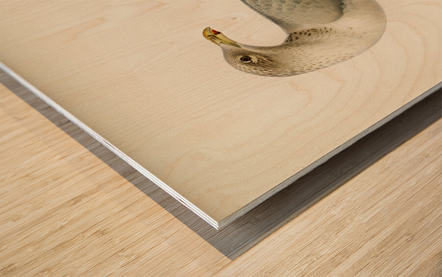 European herring gull Larus argentatus Wood print