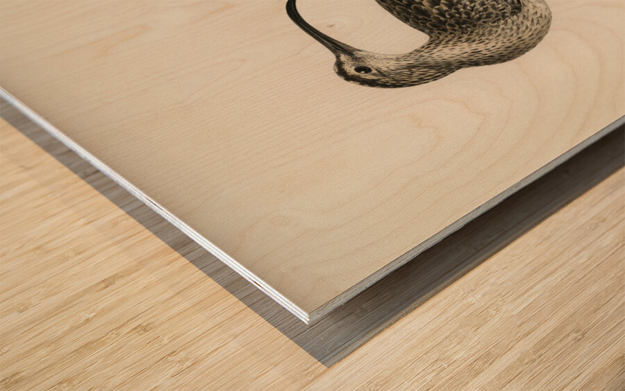 Whimbrel Numenius phaeopus Wood print