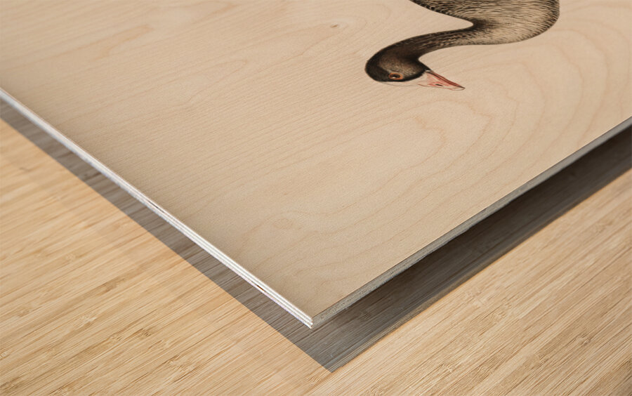 Anser erythropus ♂ Wood print