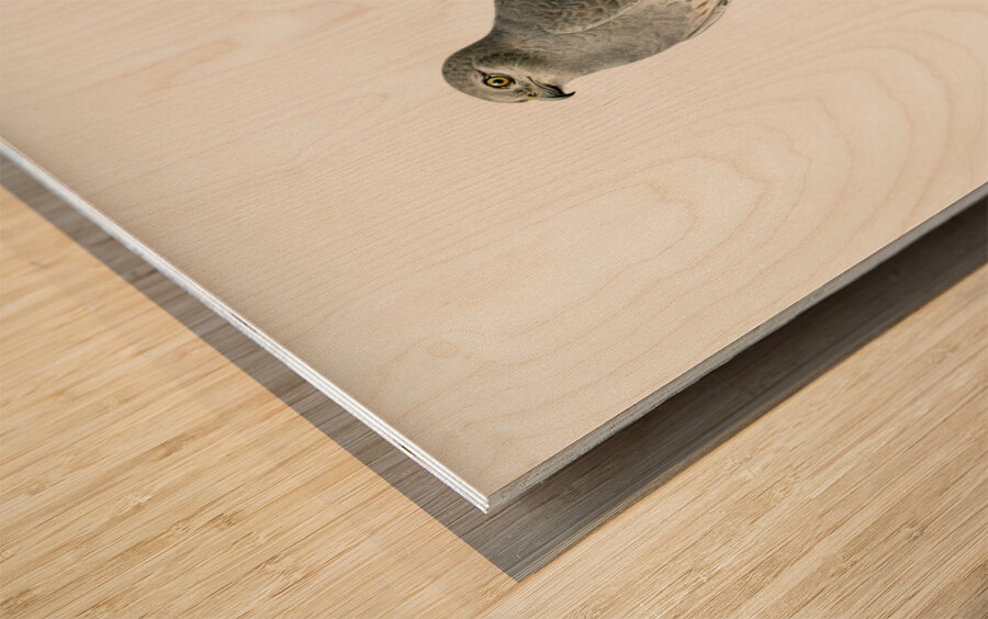 Montagu&39s Harrier male Circus pygargus Wood print