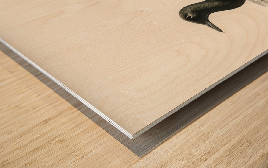 Black guillemot Uria Grylle Wood print