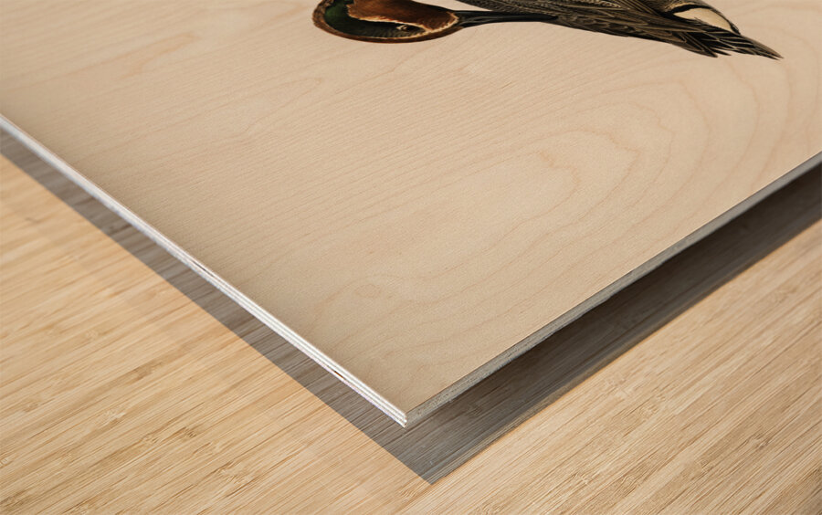 Anas Nettion Crecca Wood print