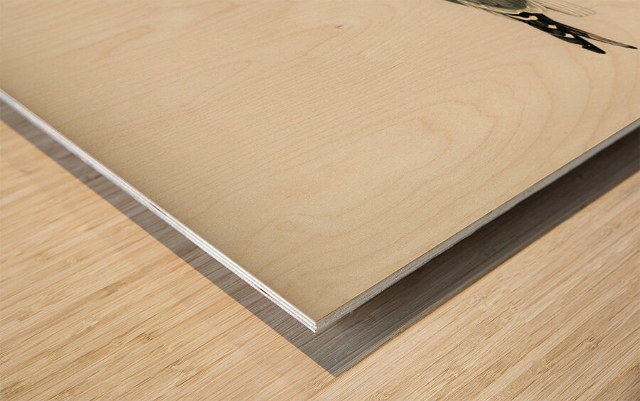 Common gull larus canu Wood print