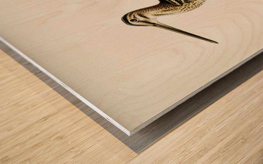 Common snipe capella gallinago Wood print