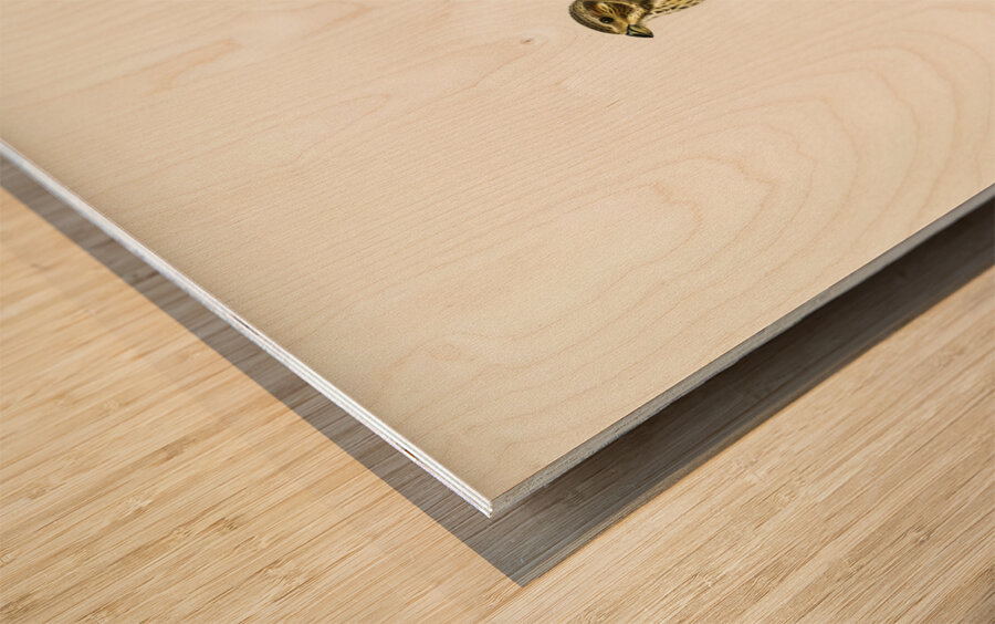 Corn bunting EMBERIZA CARLANDRA Wood print