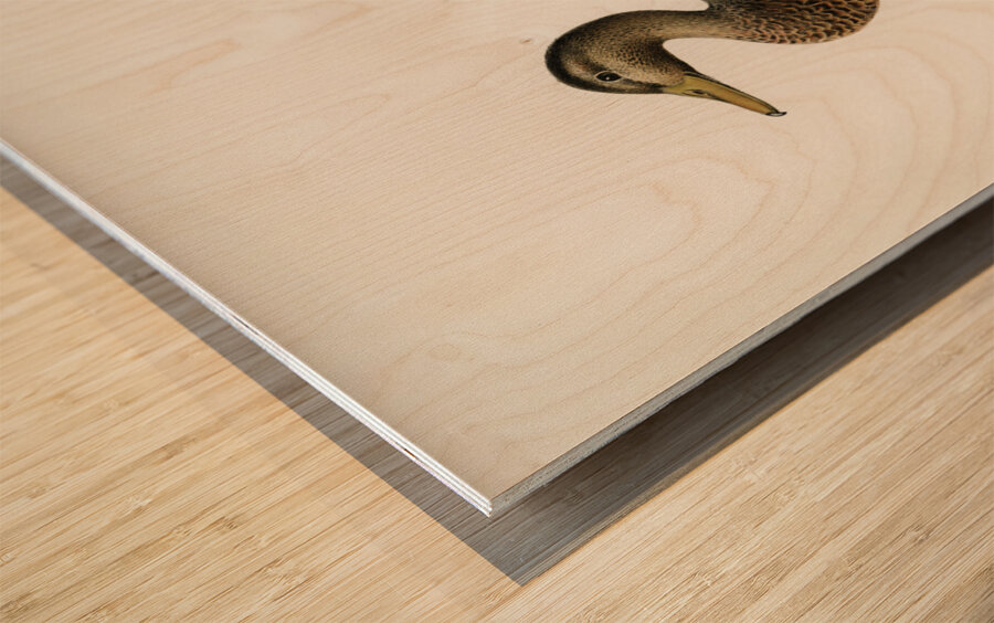 Boreal Owl Tengmalm&39s Owl Aegolius funereus Wood print