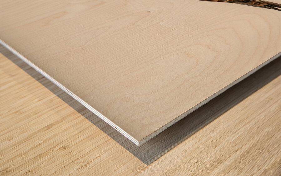 Ruddy turnstone arenaria interpres  Wood print