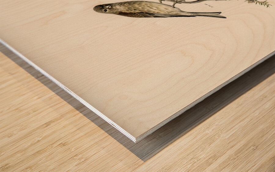 Common linnet Acanthis cannabina Wood print