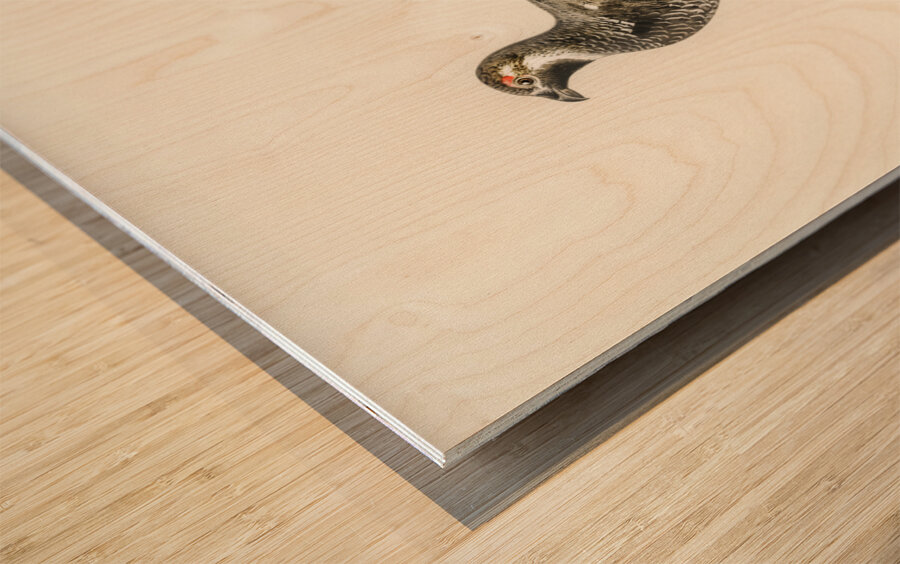 lyrurus tetrix tetrastes bonasia Wood print