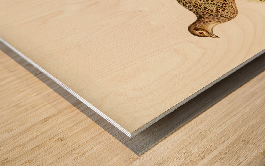 Pheasant Phasianus Colchicus Wood print