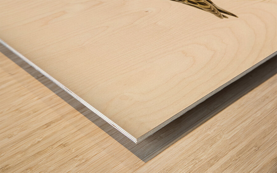 Little crake porzana parva Wood print