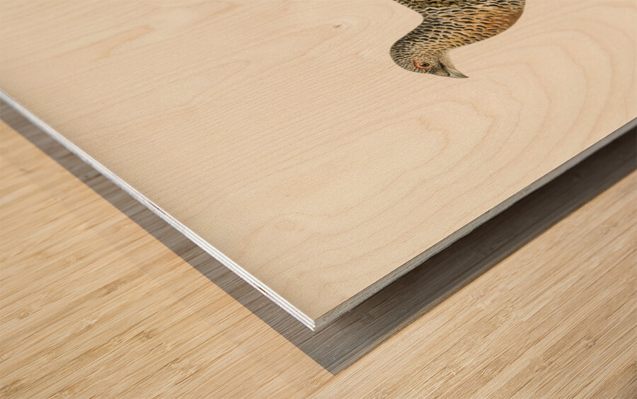 Western Capercaillie Tetrao Urogallus  Wood print