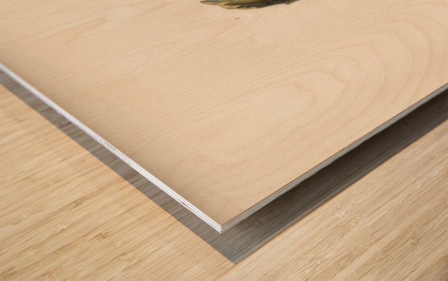 Lesser spotted woodpecker Dryobates minor Wood print