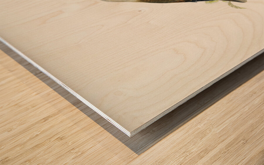 Hawfinch Coccothraustes coccothraustes Wood print