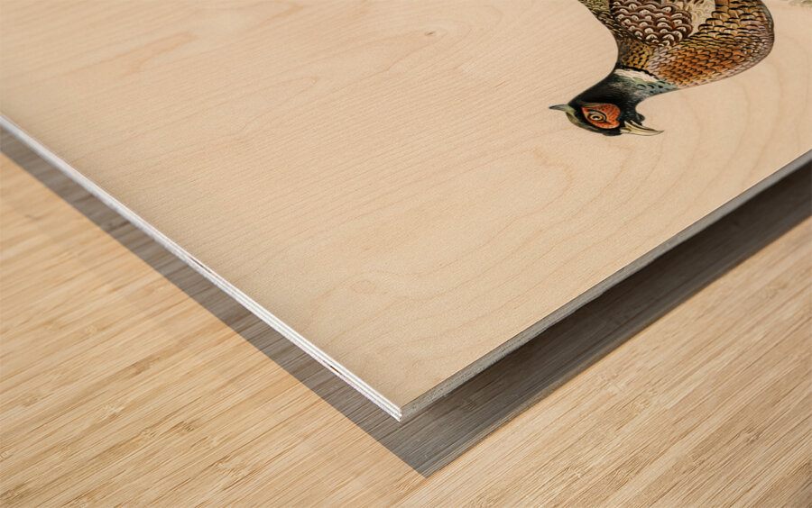 Ring-necked Pheasant phasianus colchicus torquatus Wood print