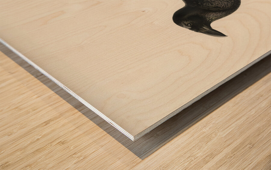 Common raven Corvus corax Wood print