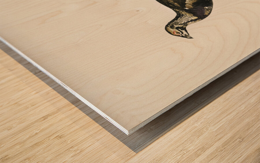 Hybrid between Black grouse and Willow ptarmigan Yrurus tetrix x lagopus lagopus Wood print