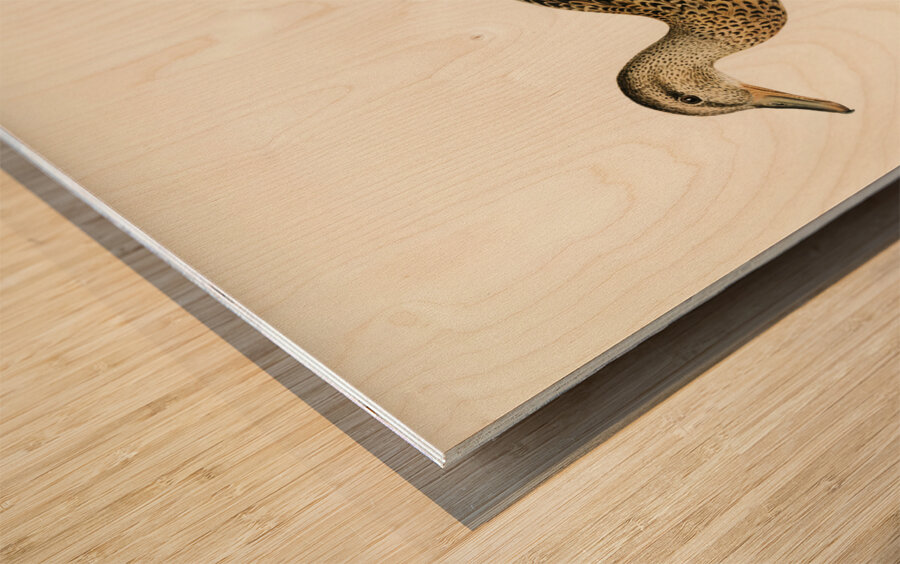 Mallard female Anas platyrhynchos Impression sur bois