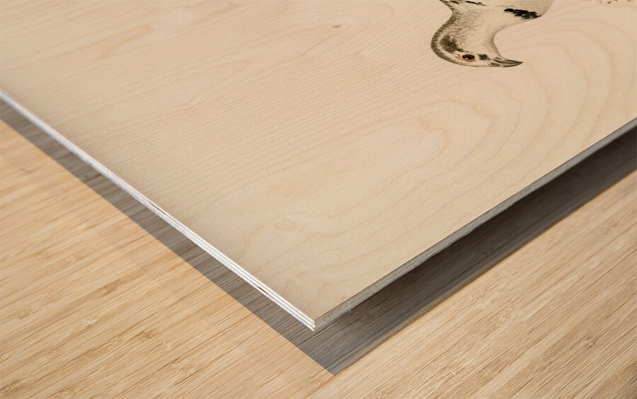 Hybrid between Western capercaillie and Willow ptarmigan Tetrao urogallus x lagopus lagopus Wood print