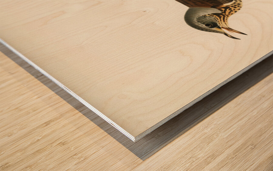 Fieldfare Turdus pilaris Wood print