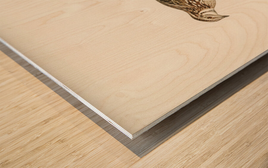 Common quail Coturnix coturnix Wood print