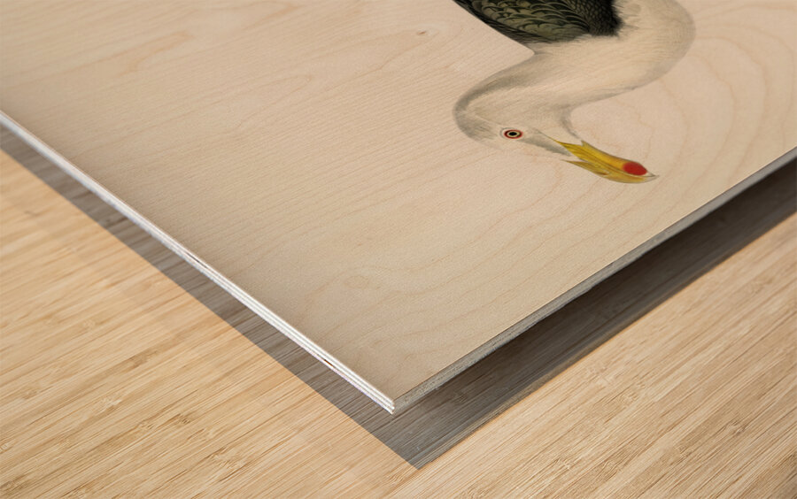 Great black-backed gull Larus Marinus Wood print