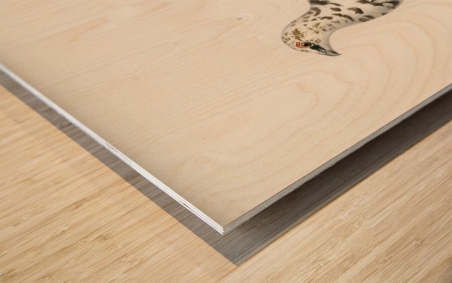 Rock ptarmigan Lagopus mutus Wood print