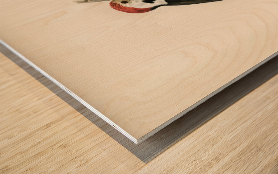 Dryobates medius Wood print