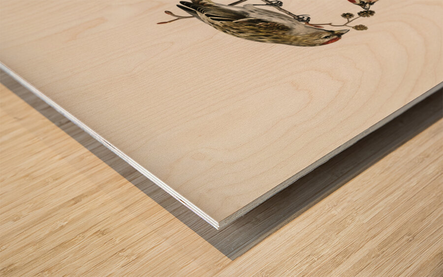 common linnet Acanthis linaria Wood print