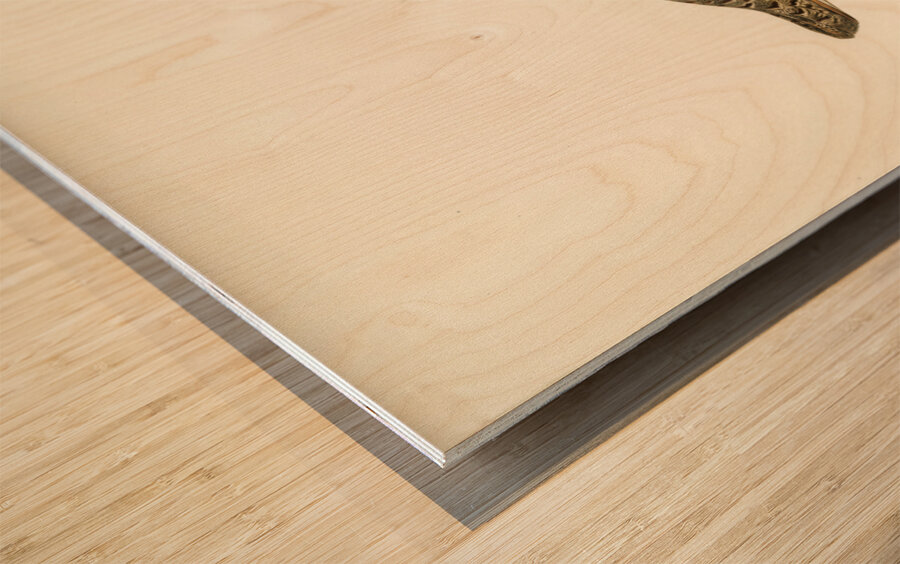 Grey partridge Perdix perdix Wood print