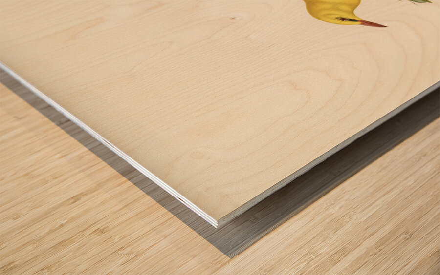 Eurasian golden oriole male Oriolus oriolus bird Wood print