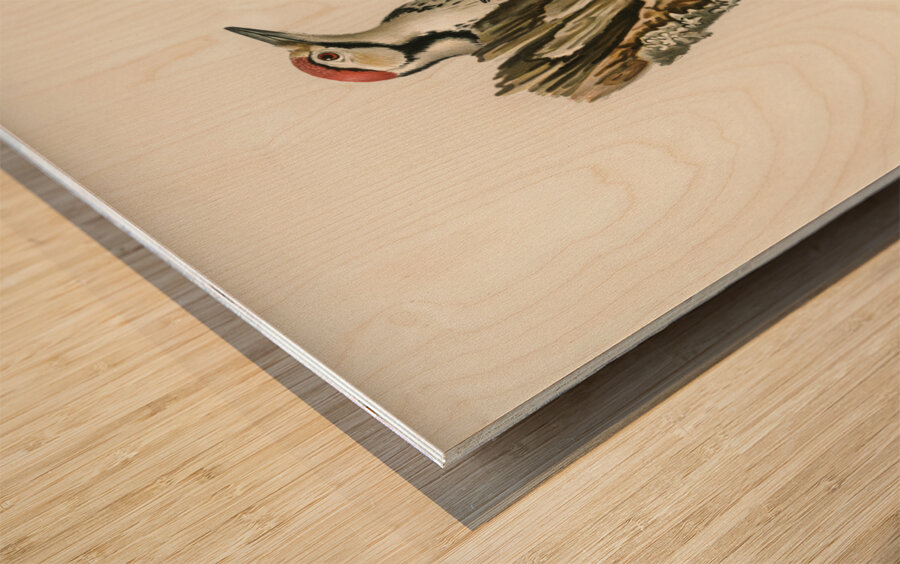 White-backed woodpecker 1♀  2♂ Dryobates leucotus Wood print