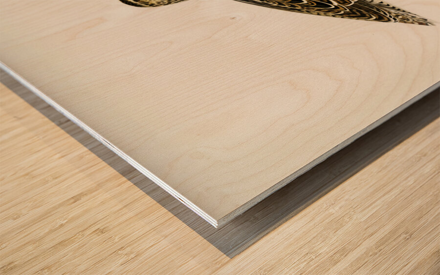 Great snipe Capella media Wood print