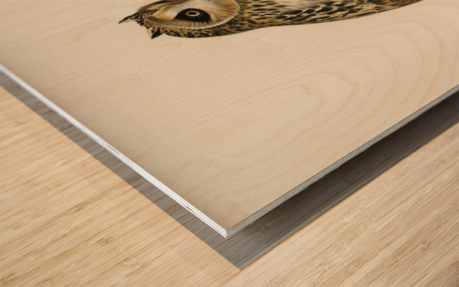 Short-eared Owl Asio flammeus Wood print