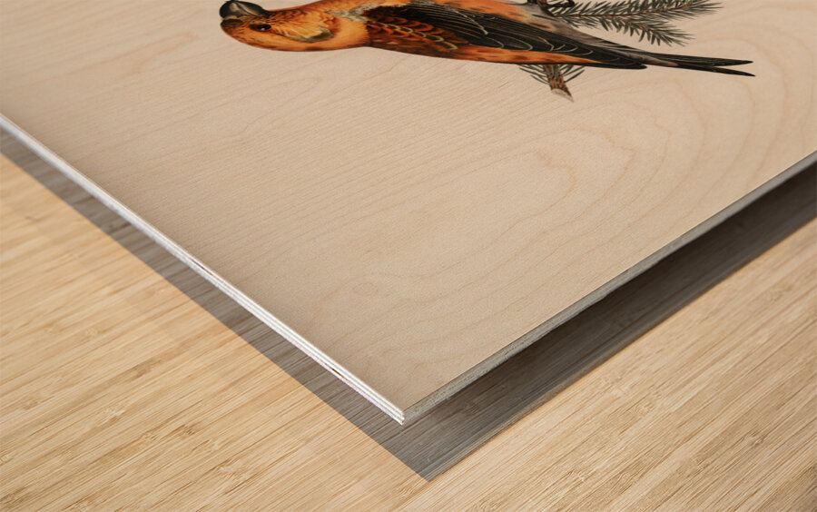 Common Buzzard BUTEO BUTEO Wood print