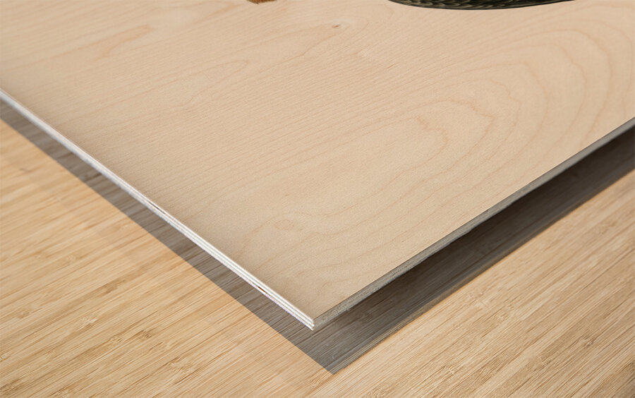 Horned grebe-in spring Podiceps auritus Wood print