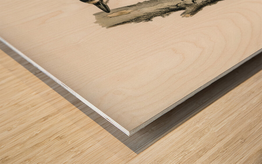 Great spotted woodpecker-male Dryobates major Wood print