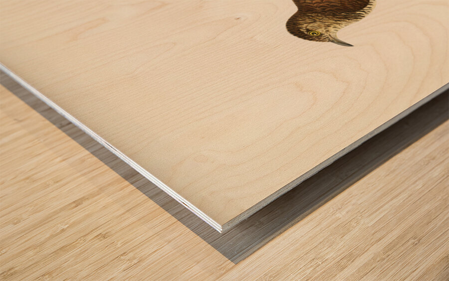 Common cuckoo-female ♀ Cuculus canorus Wood print