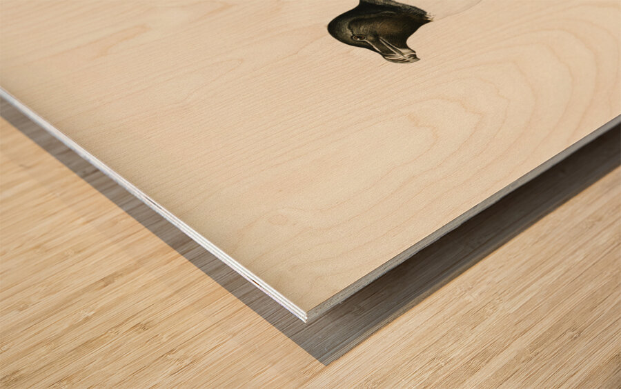 Razorbill Alca torda Wood print