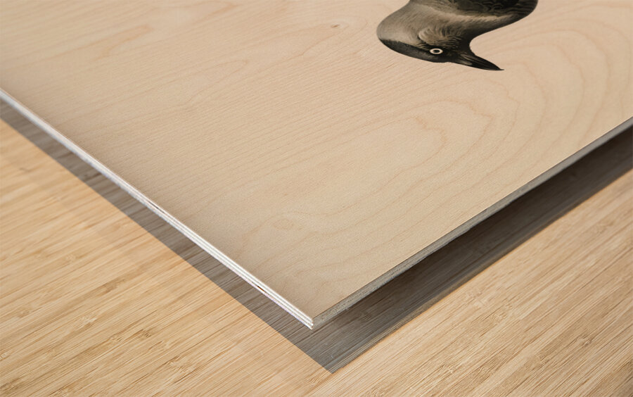 Western jackdaw Coloeus monedula Wood print