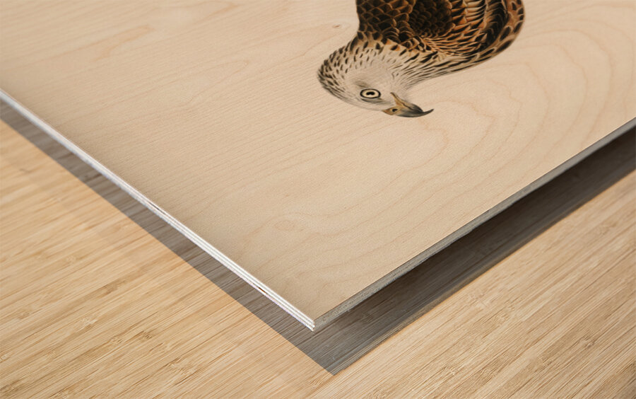 Red Kite Milvus milvus Wood print