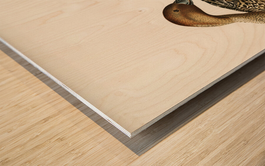 Northern Pintail Anas [dafila] acuta Wood print