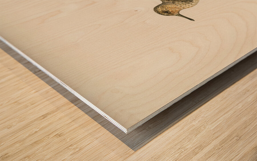 Sanderling Crocethia alba Wood print