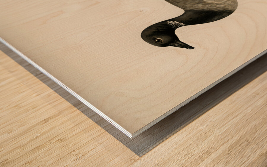 Brant Goose Branta bernicla Wood print