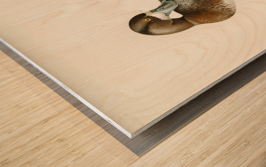 Greate Scaup Scaup male ♂ Nyroca marila Wood print