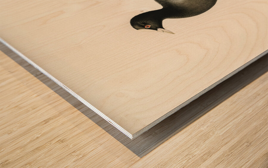 Eurasian coot Fulica atra Wood print