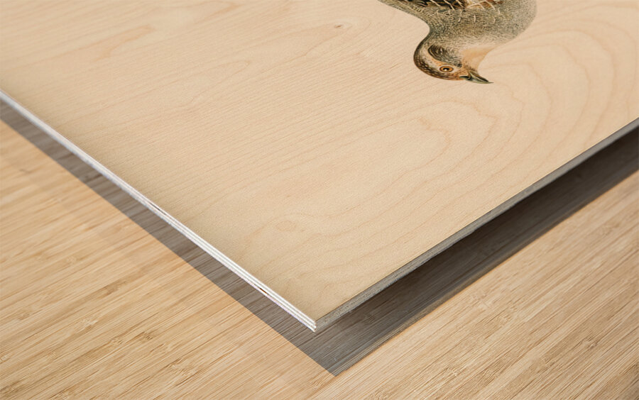 Grey partridge PERDIX PERDIX Wood print